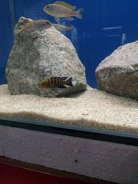 Hook's Cichlids and Tropicals photo
